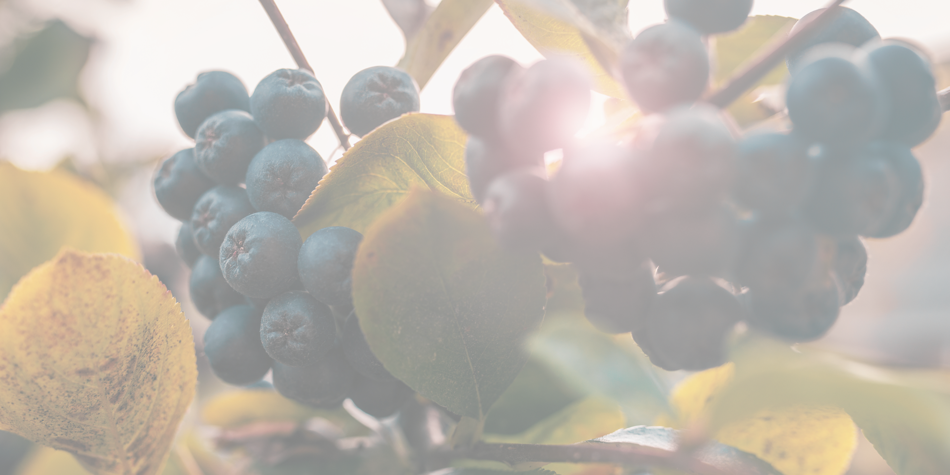 Warum_BIO_Aronia_Qi