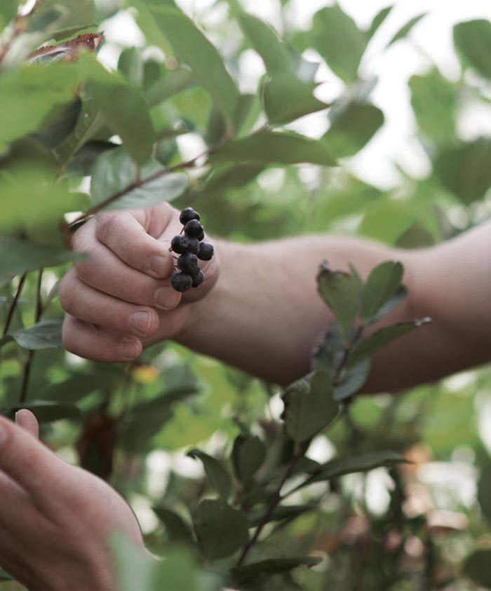 aronia